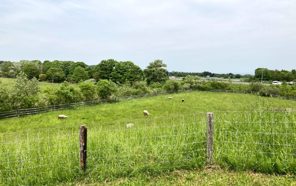 Sheep sheep camping field